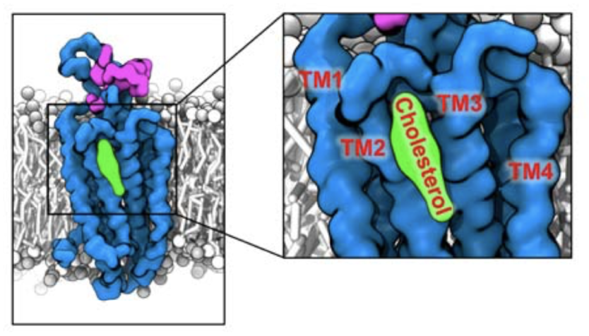 biorxiv_chol.png