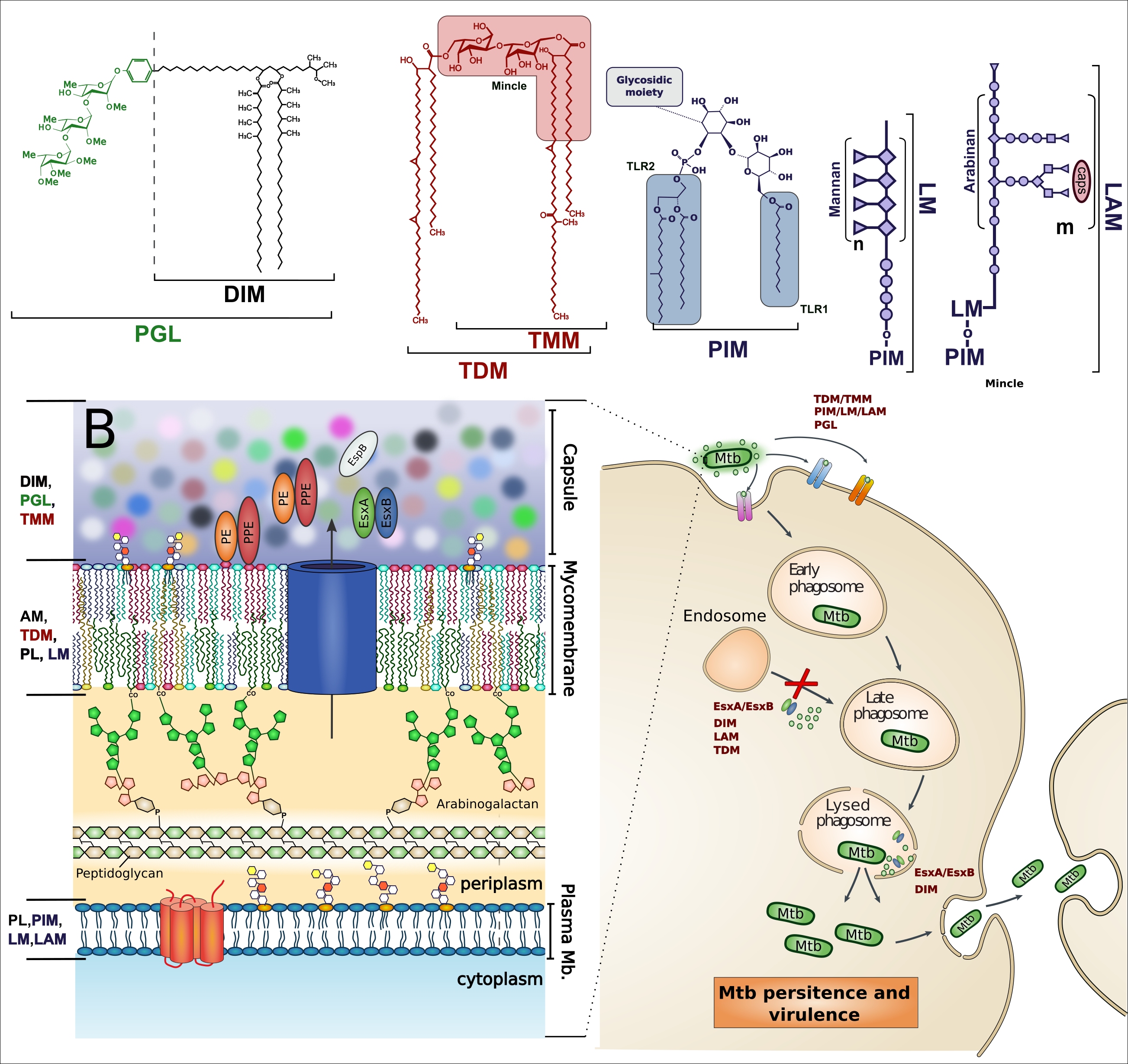 <center>Different classes of lipids from Mycobacterium tuberculosis , their location in the bacterial enveloppe and their potential actions on the host cell.</center>